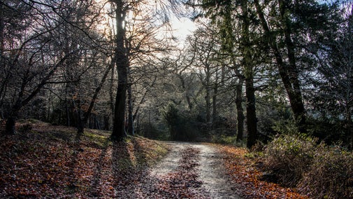 Winter in the woodlands